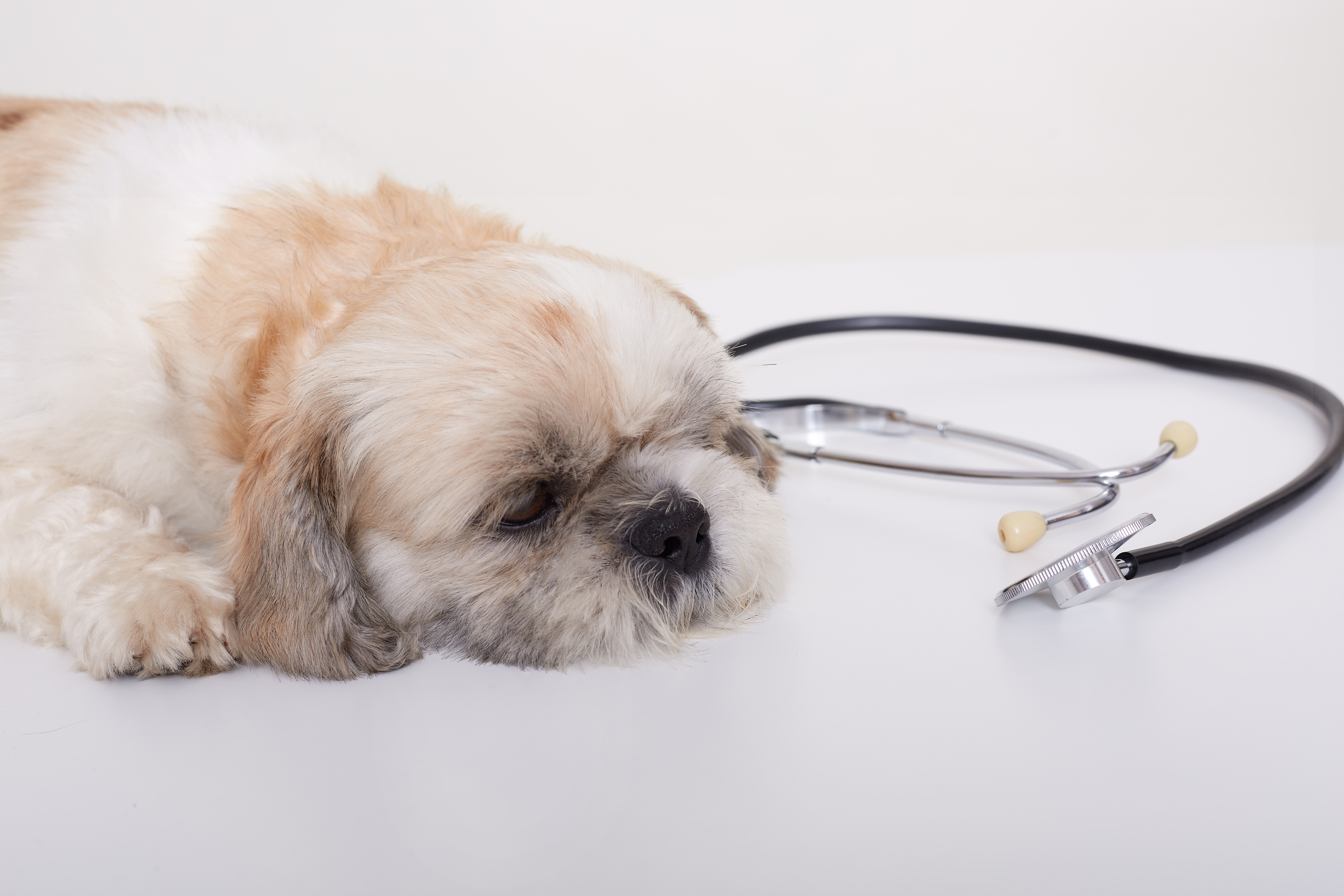 When Should Your Pet See the Vet? Essential Guide for Responsible Pet Owners
